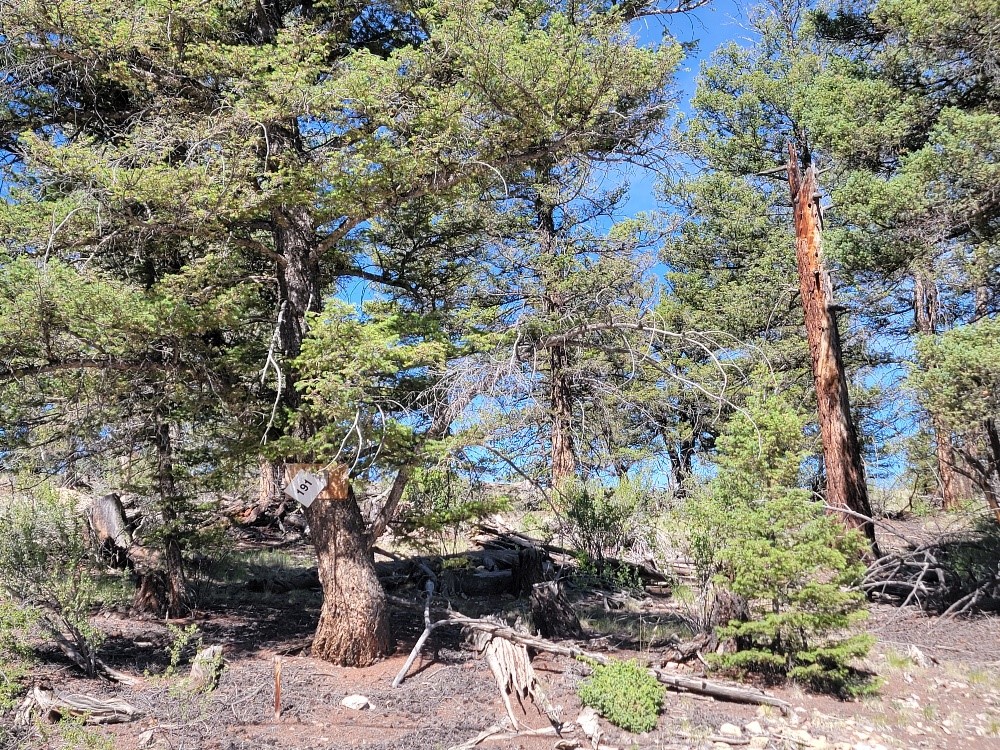 2471 Middle Fork Vista Property Photo 9