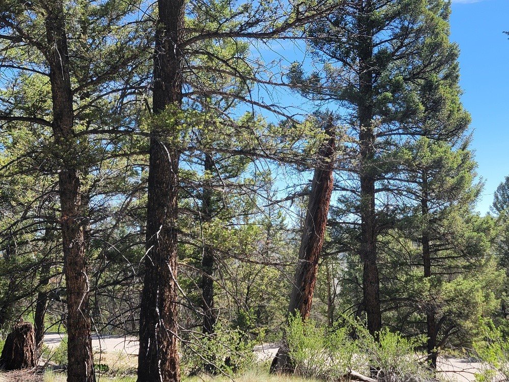 2471 Middle Fork Vista Property Photo 12
