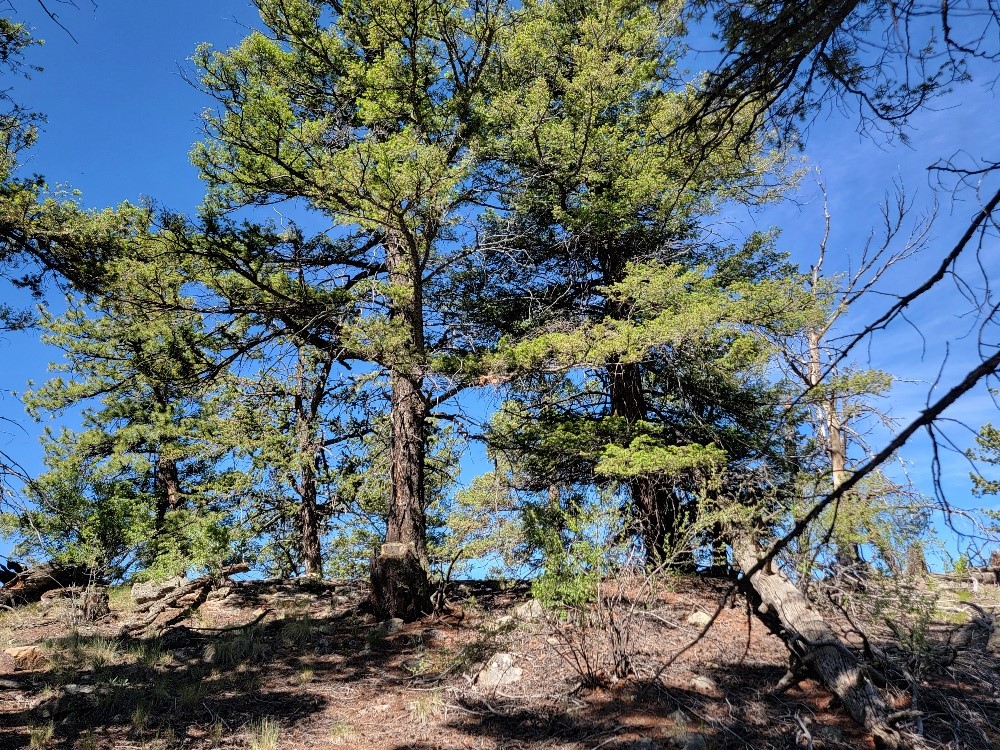 2471 Middle Fork Vista Property Photo 13
