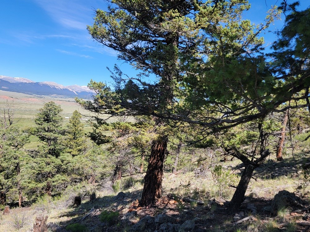 2471 Middle Fork Vista Property Photo 25