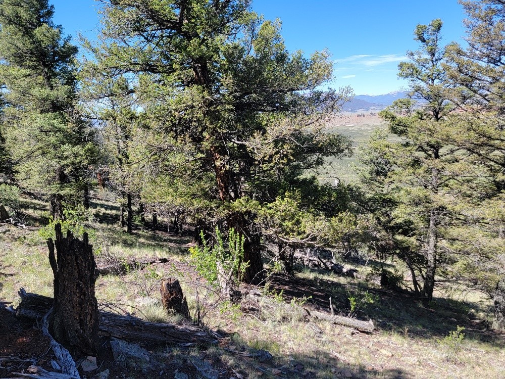 2471 Middle Fork Vista Property Photo 27