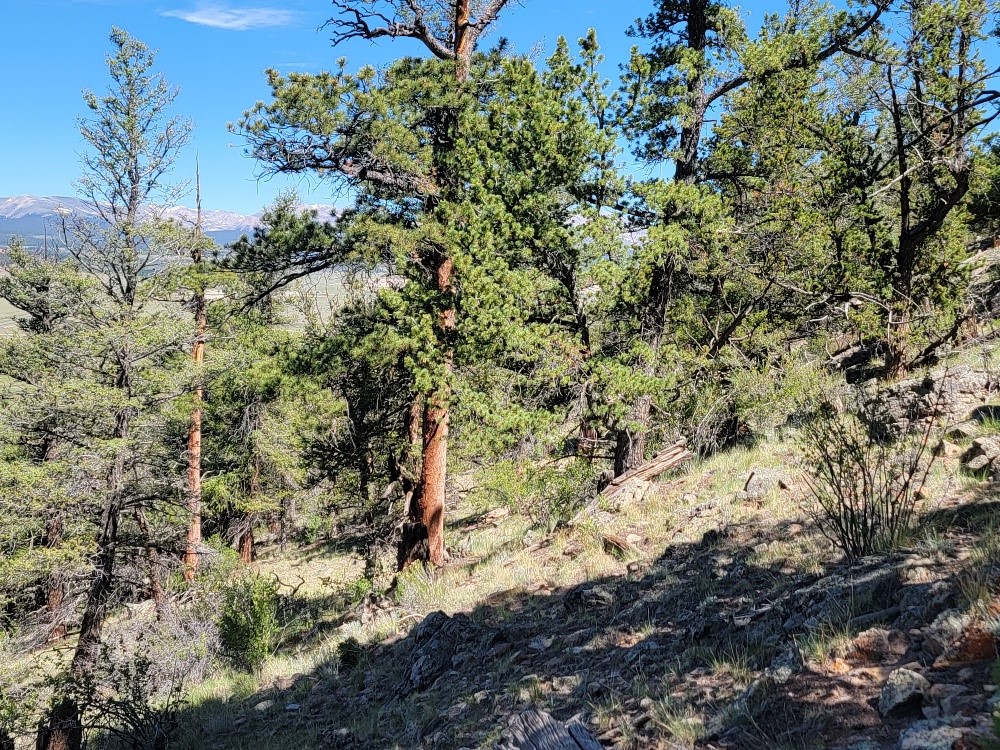 2471 Middle Fork Vista Property Photo 32