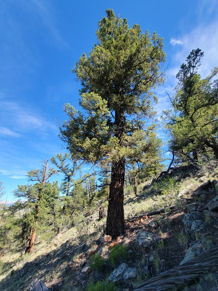 2471 Middle Fork Vista Property Photo 33