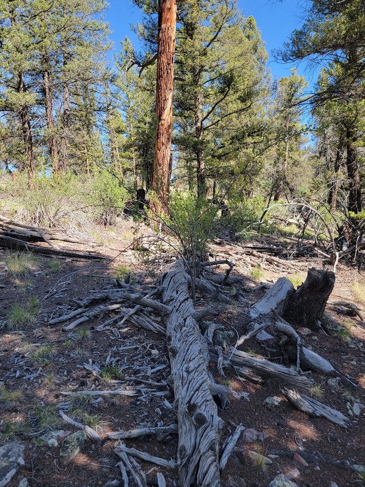 2471 Middle Fork Vista Property Photo 40