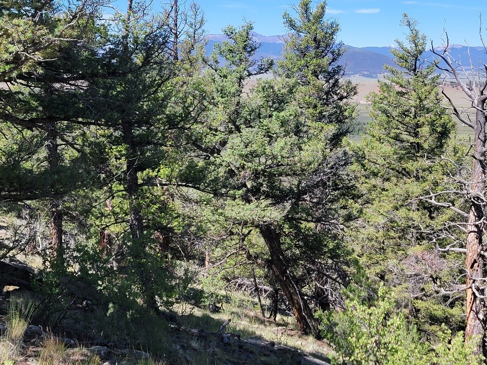 2471 Middle Fork Vista Property Photo 42