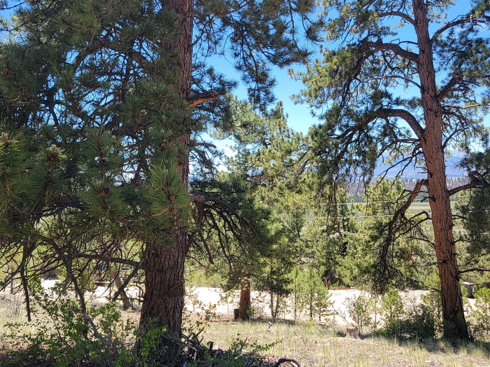 742 Bonell Drive Property Photo 45