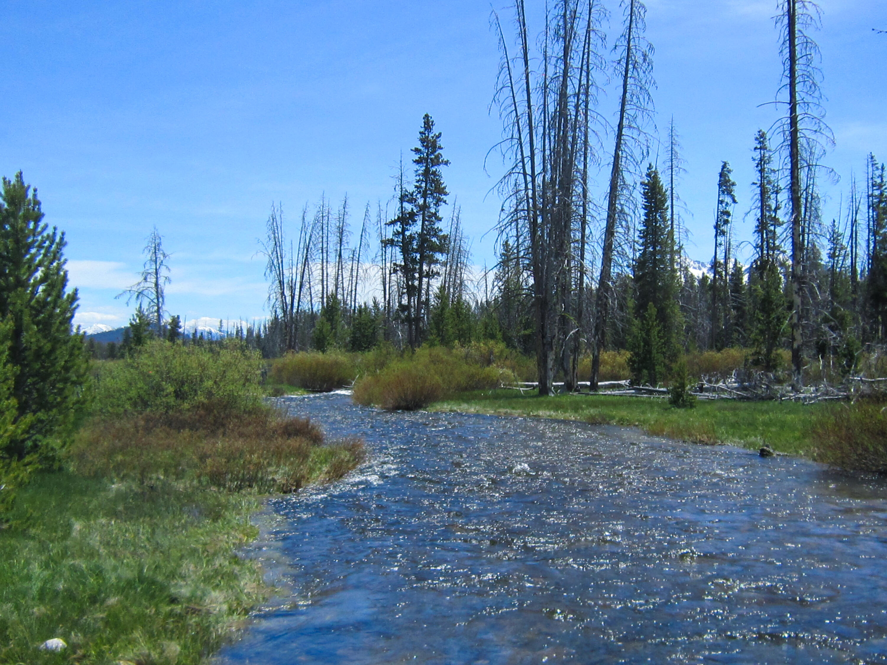 Highway 21 & Cow Camp Rd Property Photo 4