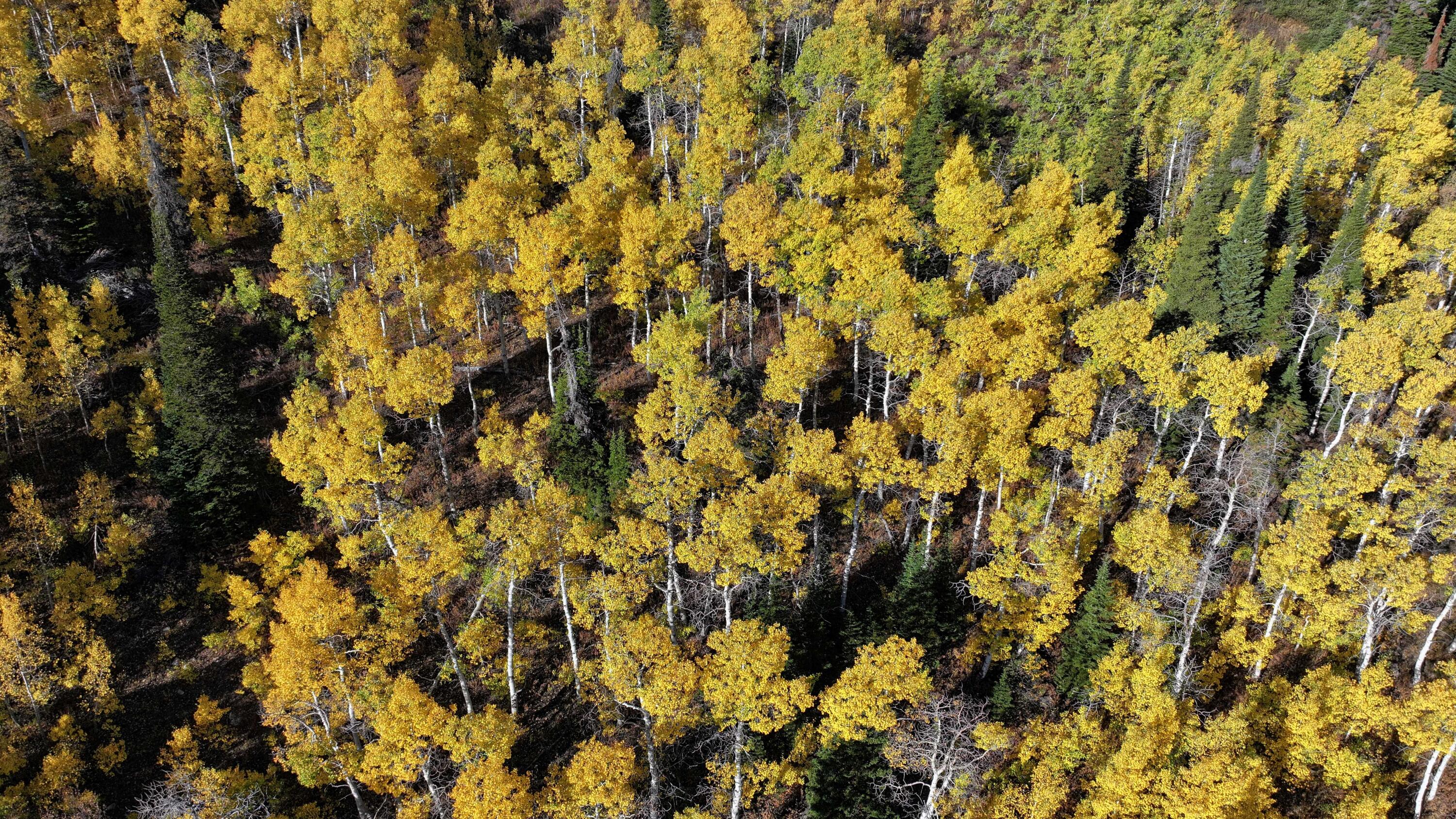 1200 S Lands Creek Rd Property Photo 38