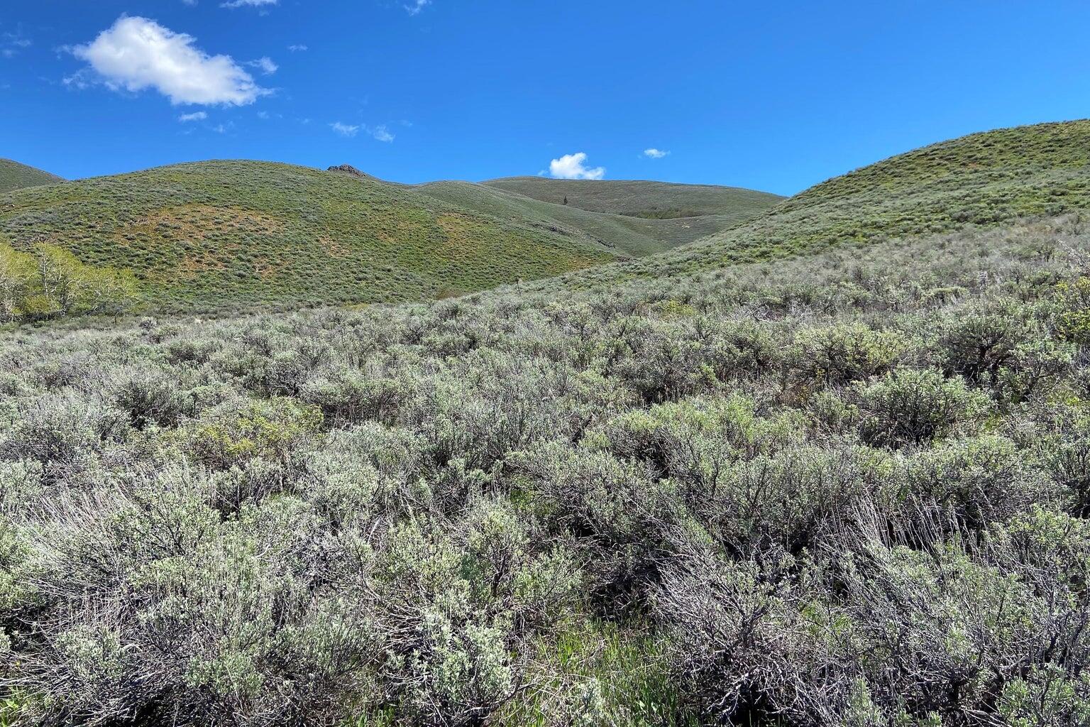 201 Nez Perce Property Photo 12