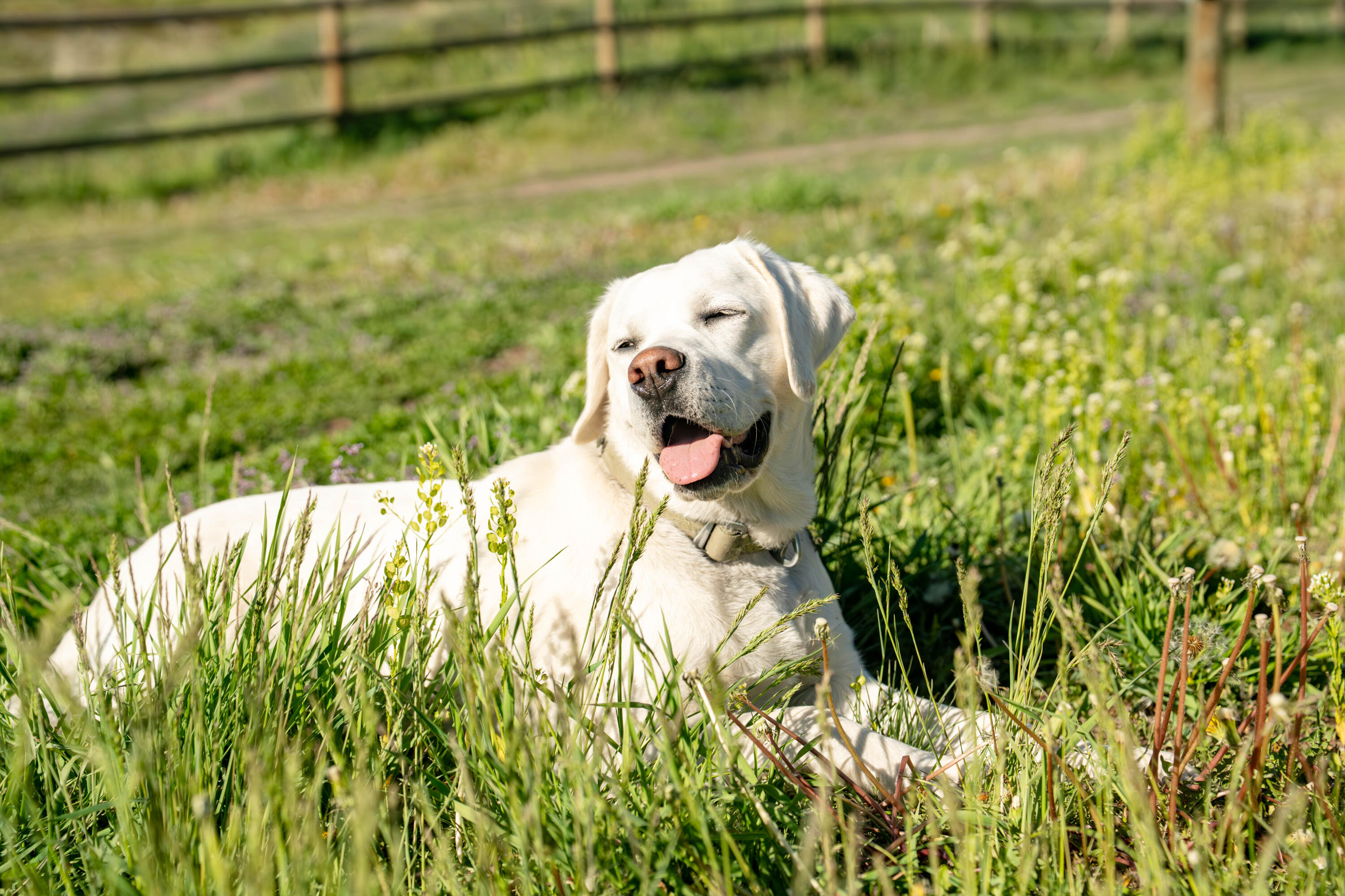 1500 Fox Acres Rd Property Photo 13