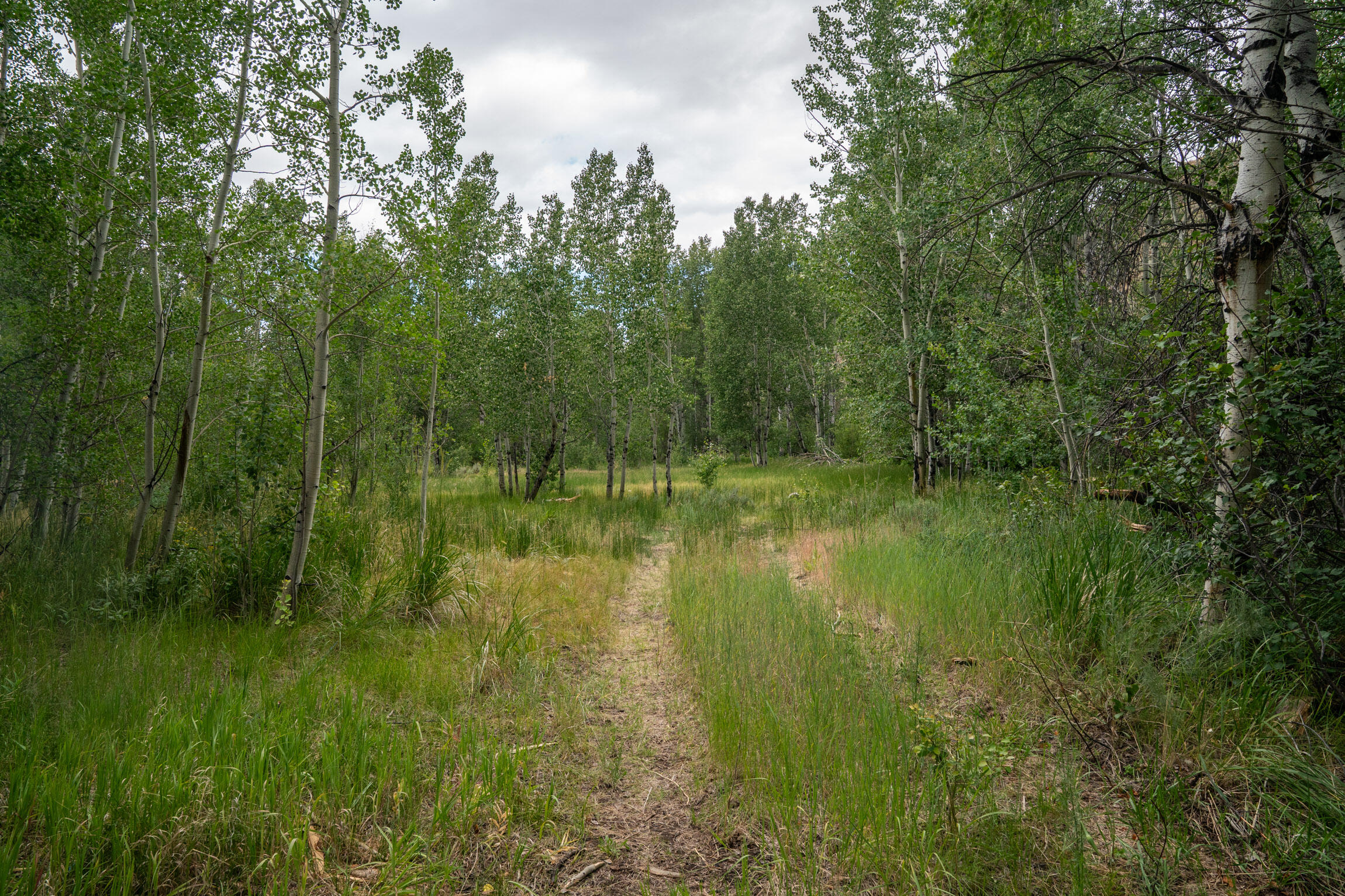 135 Bullion Gulch Rd Property Photo 6