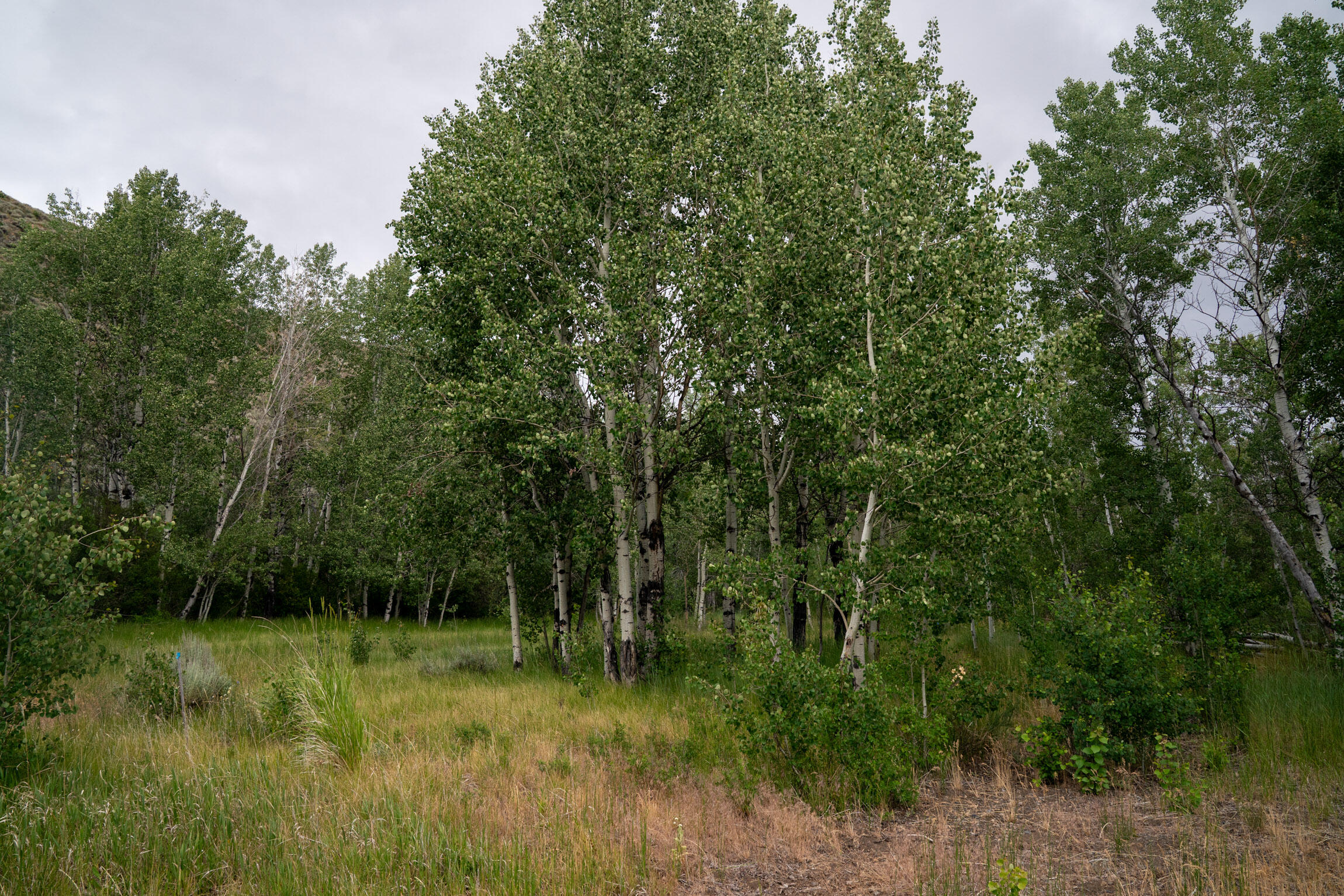135 Bullion Gulch Rd Property Photo 7