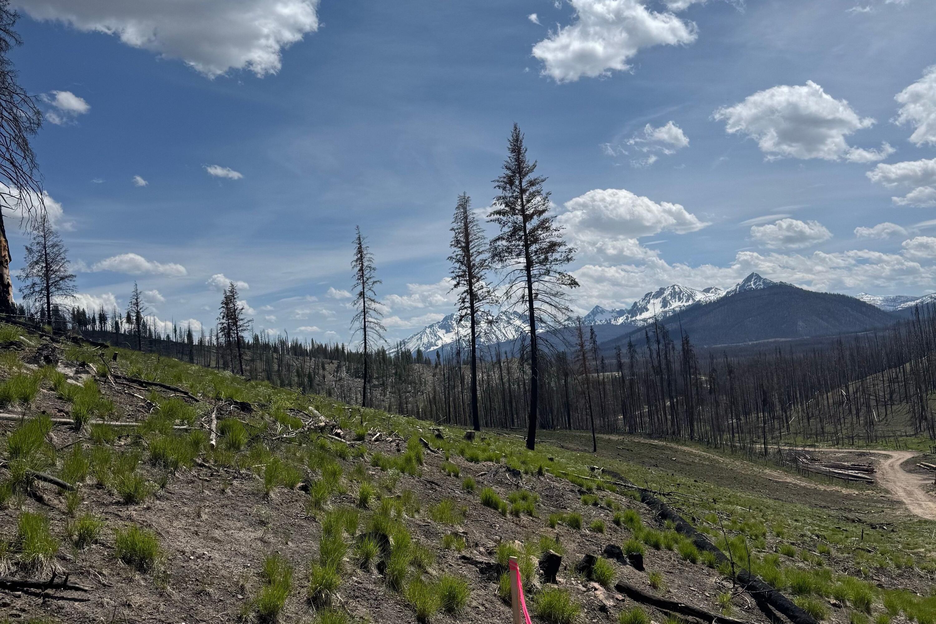 Tbd Valley Creek Rd Property Photo 3