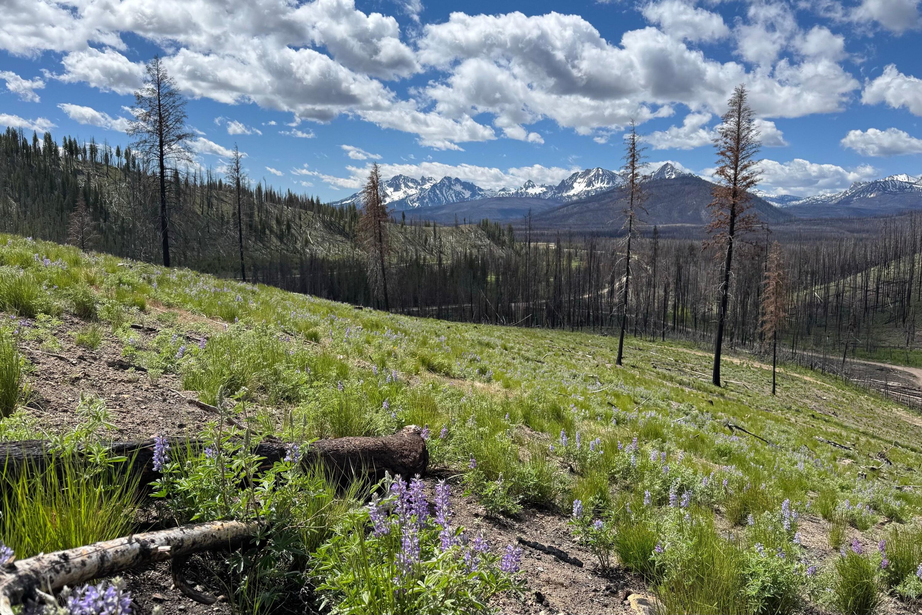 Tbd Valley Creek Rd Property Photo 7