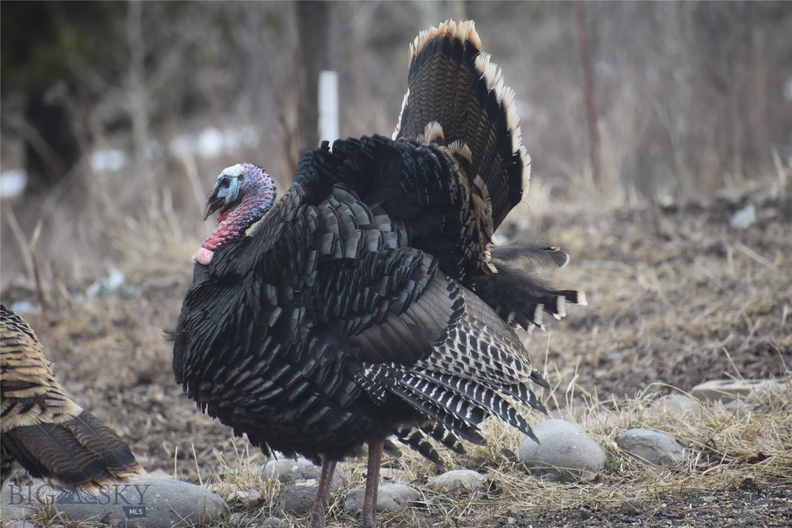 770 Mountain Moose Road Property Photo 6