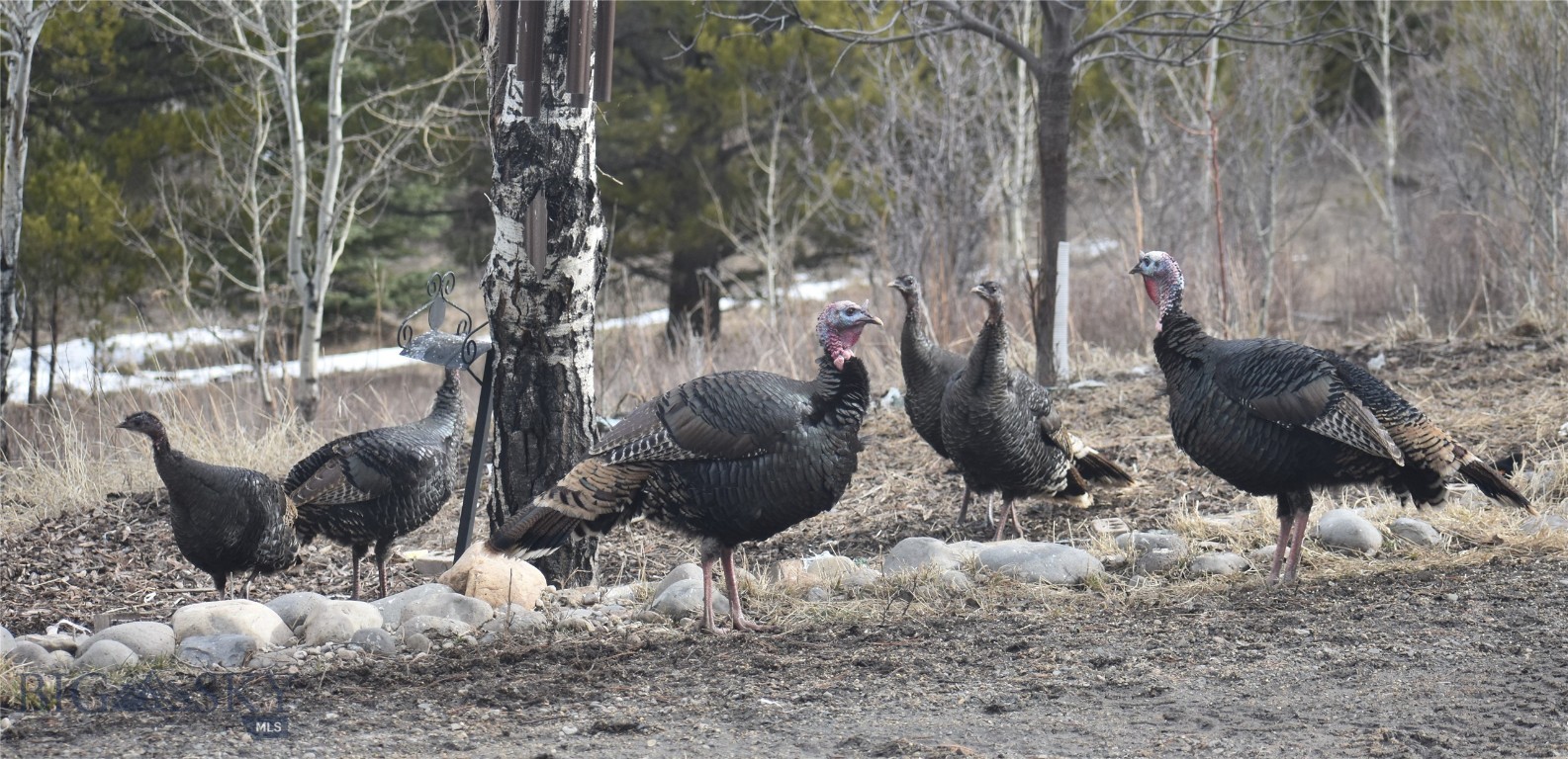 770 Mountain Moose Road Property Photo 7
