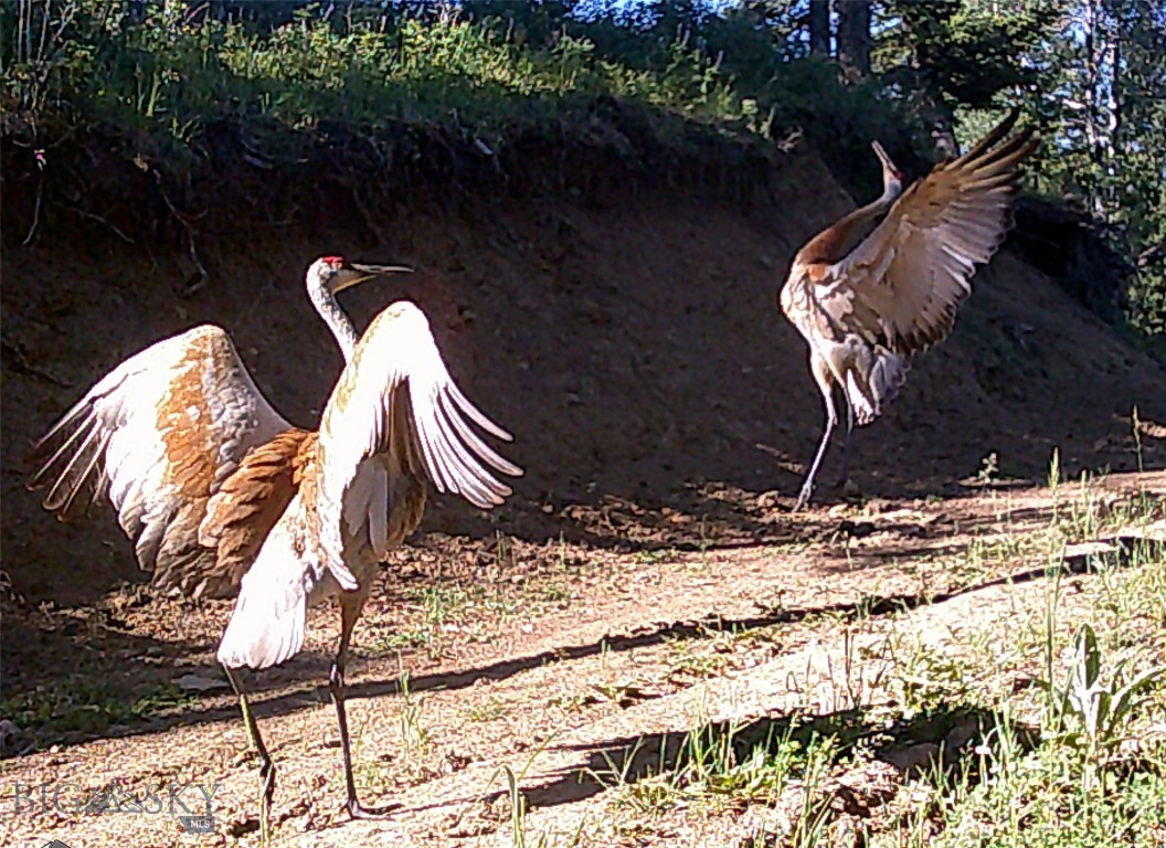 770 Mountain Moose Road Property Photo 8