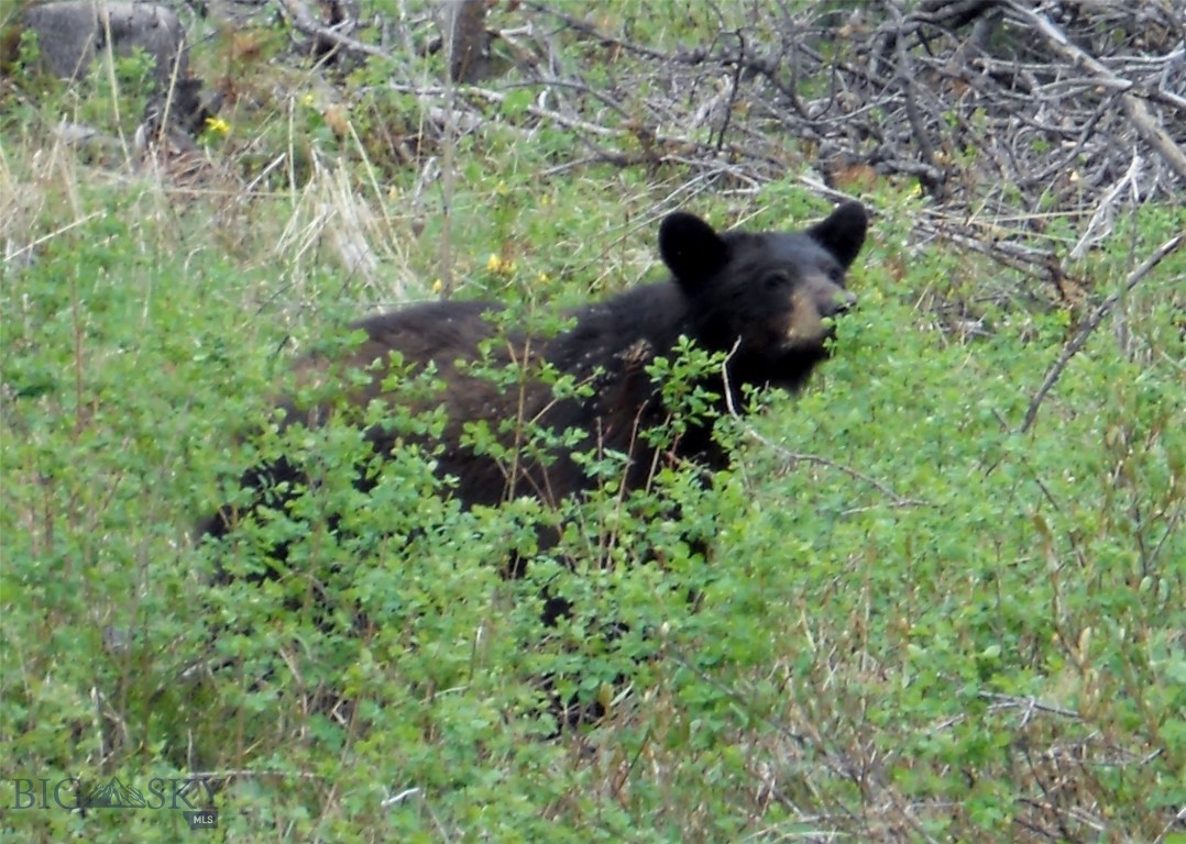 770 Mountain Moose Road Property Photo 9