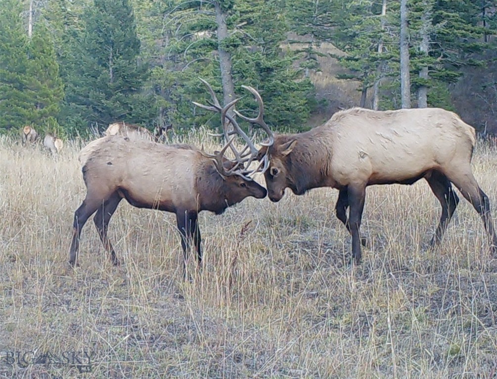 770 Mountain Moose Road Property Photo 10