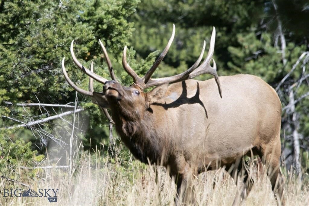 770 Mountain Moose Road Property Photo 14