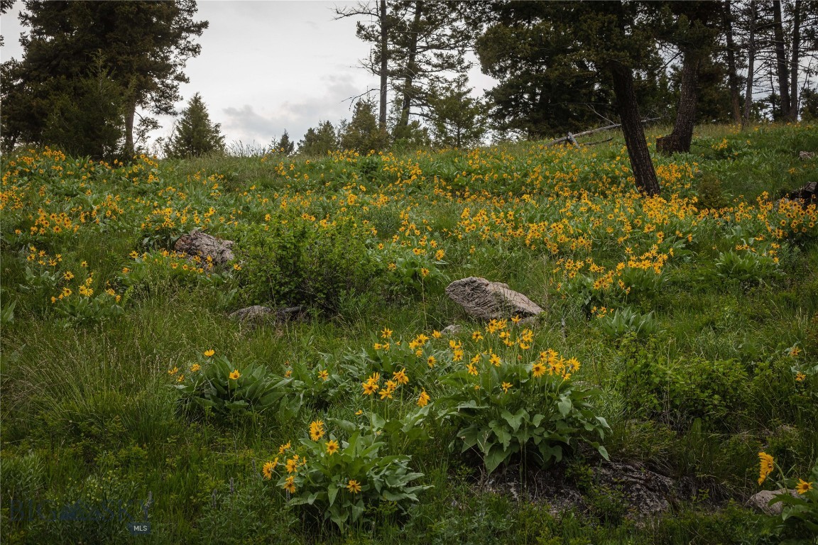 5 Tract, Bull Elk Property Photo