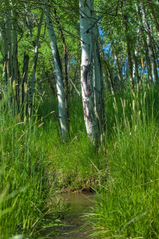 13830 (lot A) Cottonwood Road Property Photo 17