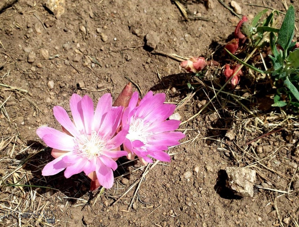4000 Going To Sun Road Property Photo 21