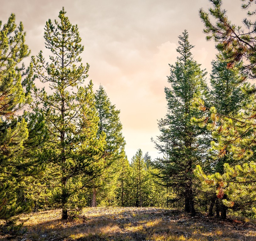 Lot 1 Wheatgrass Meadows Property Photo 43