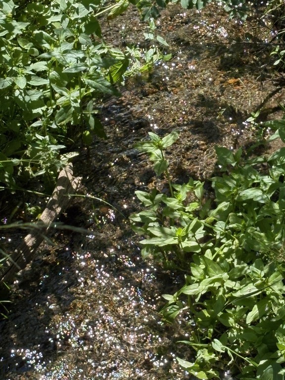 180 Lower Rader Creek Road Property Photo 32