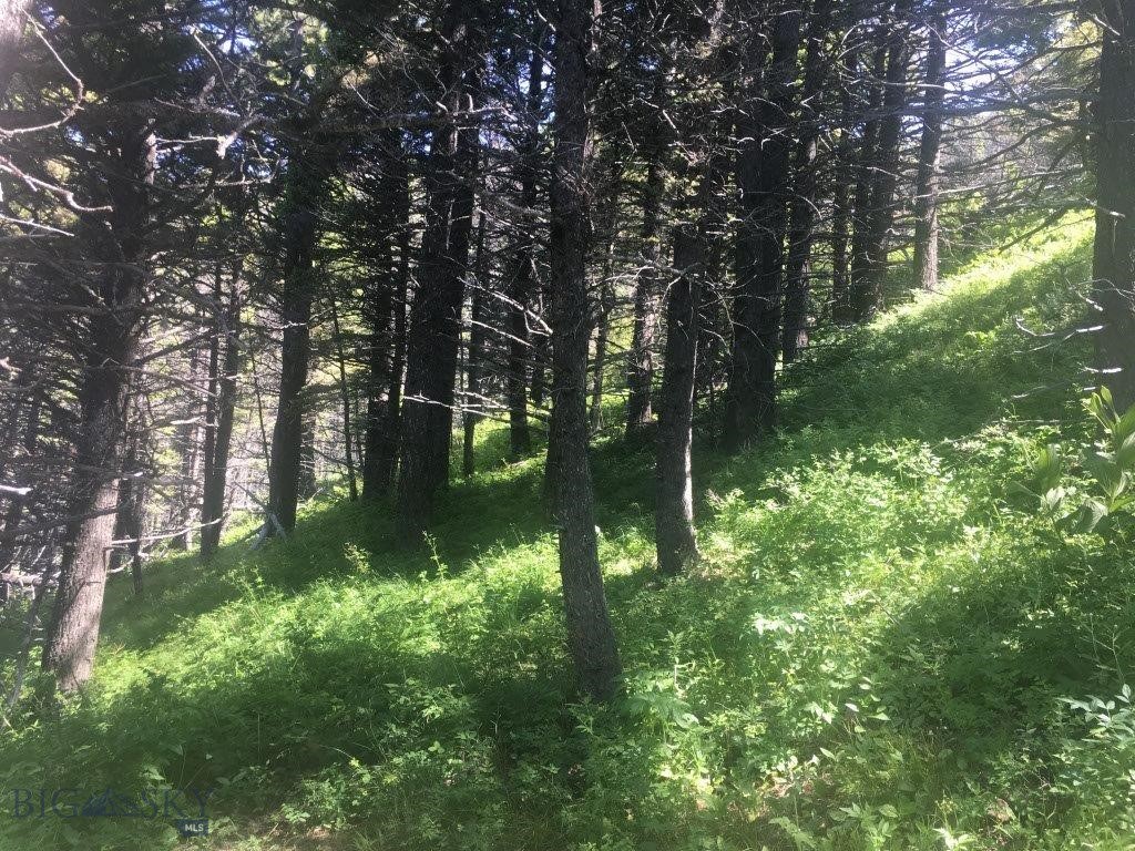 Tbd Bear Track Road Property Photo 18