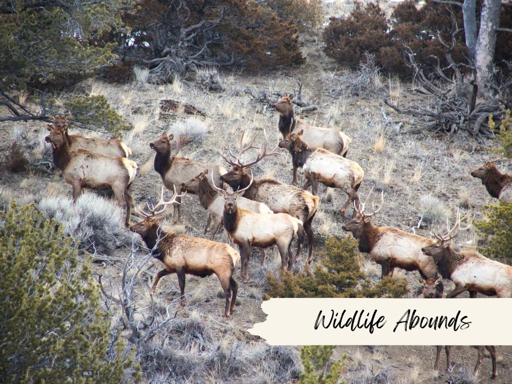 3000 Nixon Gulch Road Property Photo 31