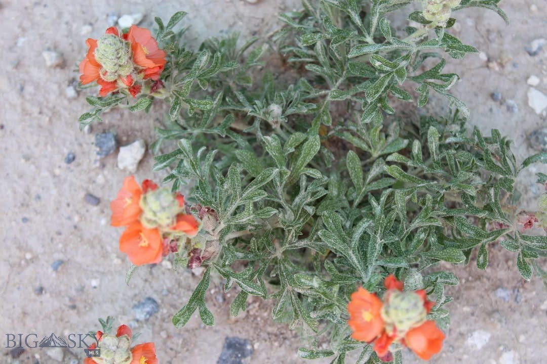 Tbd Silver Light Lode & Champion Lode Property Photo 3