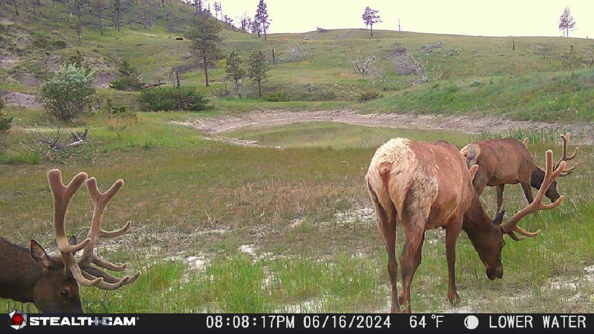 2168 Trophy Ridge Property Photo 51