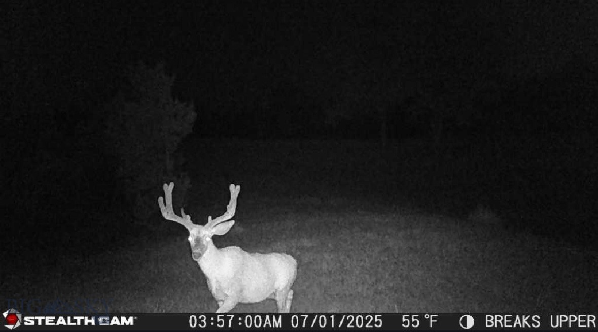 2168 Trophy Ridge Property Photo 64