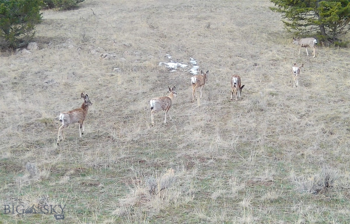 Tbd Lone Pine Gulch Road Property Photo 6
