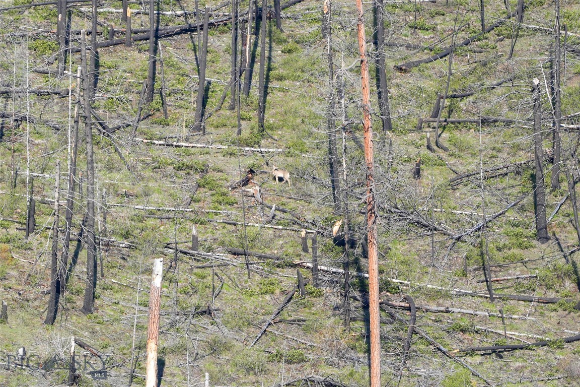 Tbd Cougar Creek Way Property Photo 8