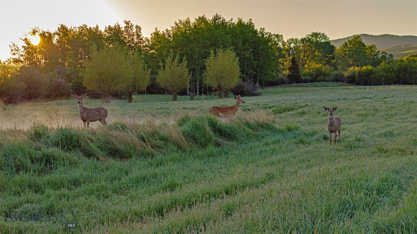 2081 Little Bear Road Property Photo 20