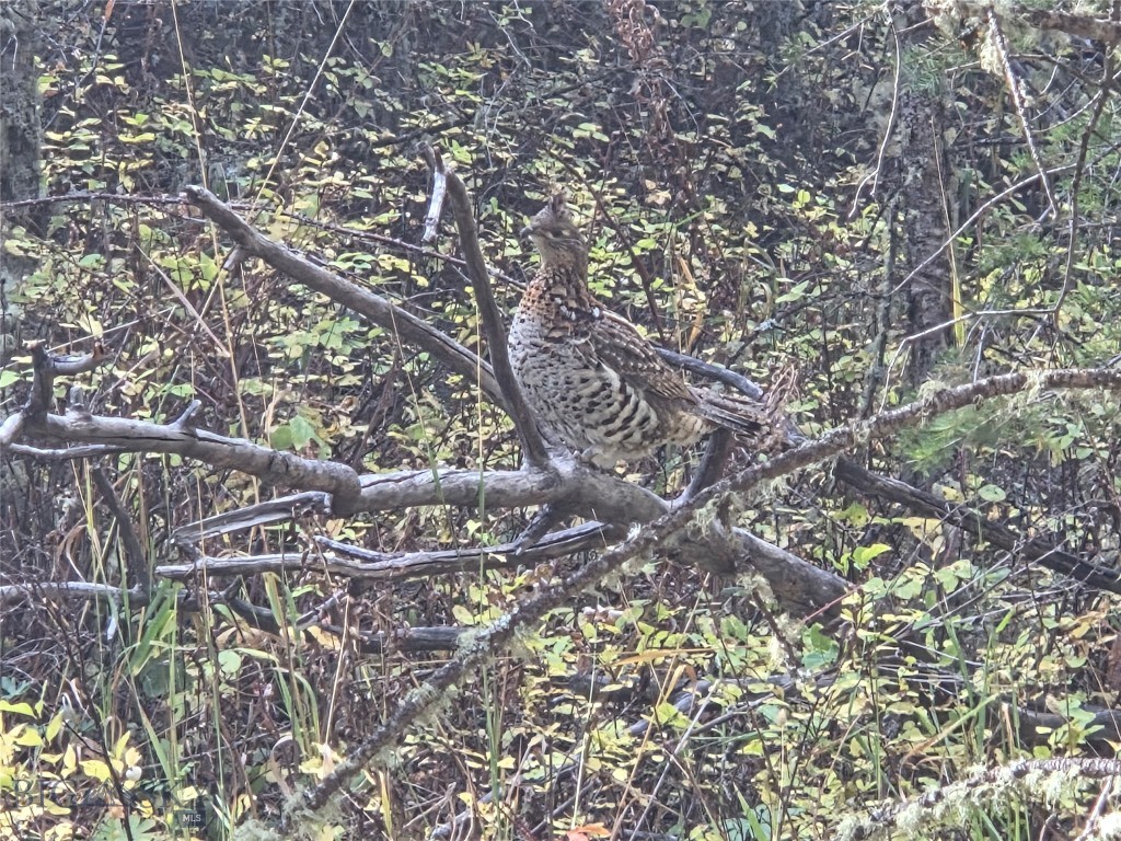 Nhn Skunk Creek Property Photo 26