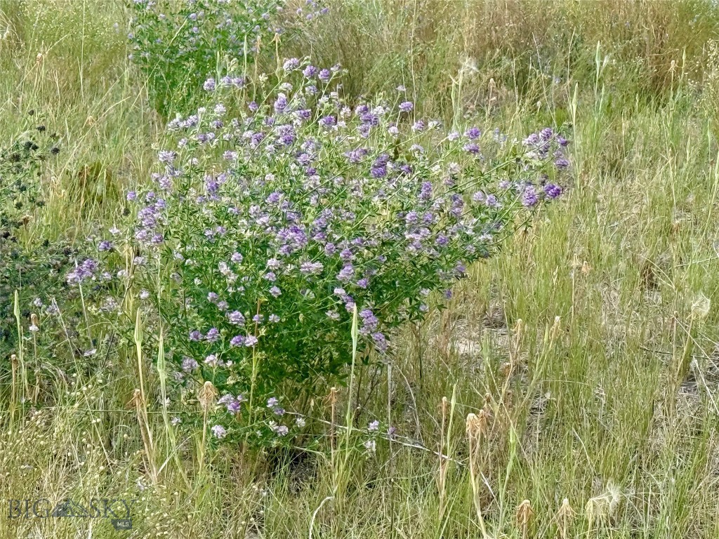 40 Buffalo Jump Trail Property Photo 12