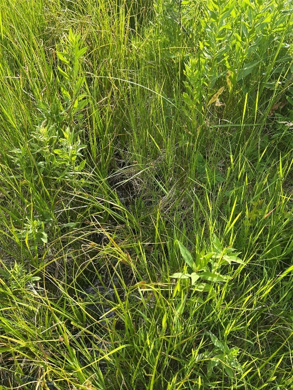 3395 Trail Creek Road Property Photo 91