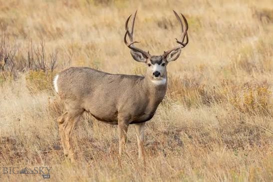 Lot 50 Gallatin River Ranch Property Photo 34