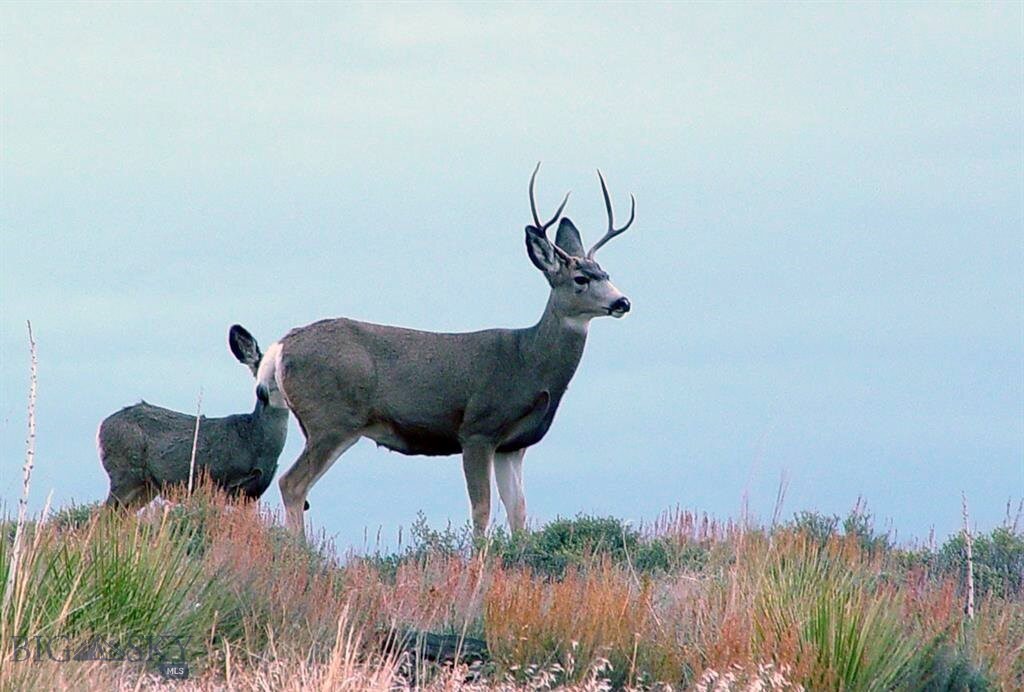 Lot 50 Gallatin River Ranch Property Photo 35