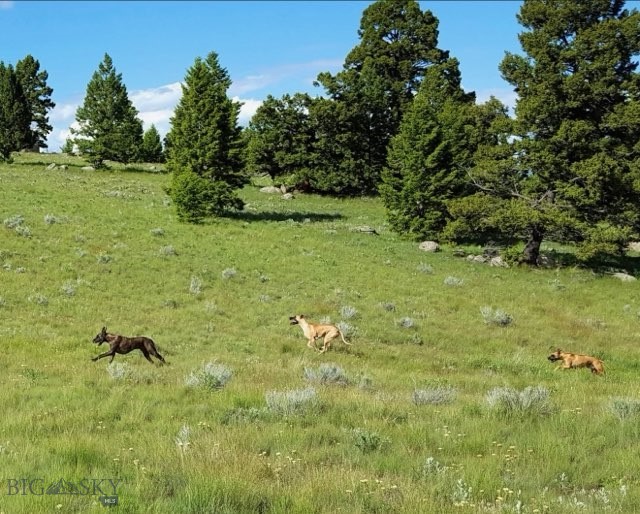 3414 Divide Creek Property Photo 15