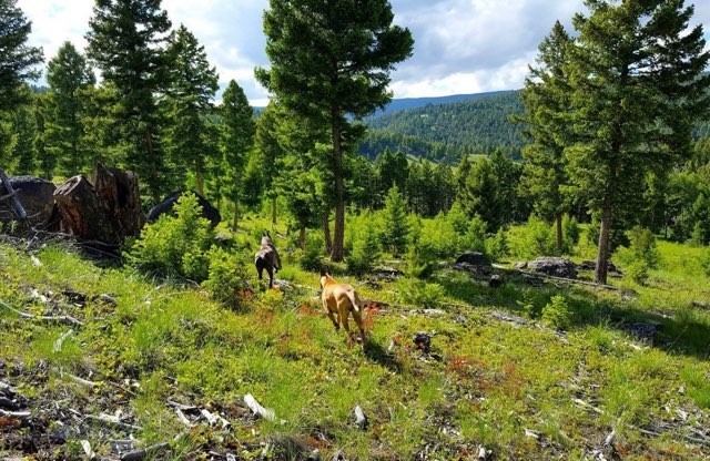 3414 Divide Creek Property Photo 47