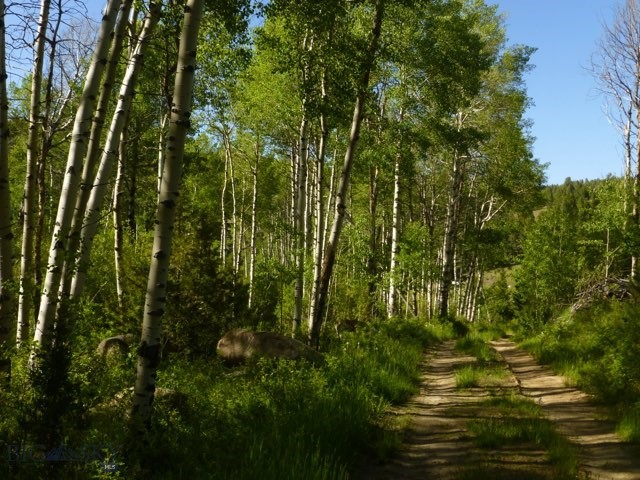 3414 Divide Creek Property Photo 54