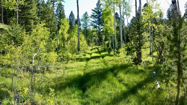 3414 Divide Creek Property Photo 57