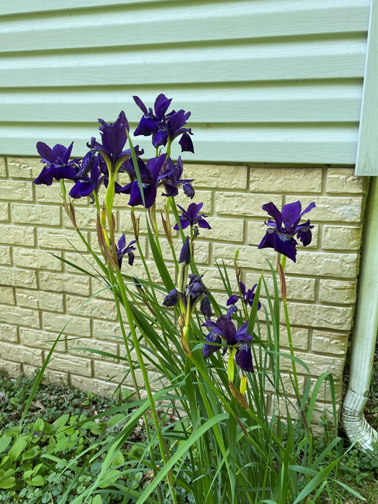 836 Helton Creek Ln Property Photo 41