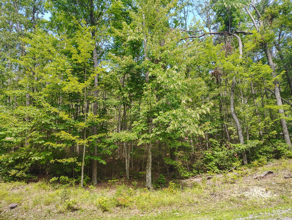 56-a Ridgetop Lane Property Photo 9