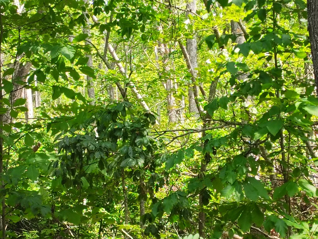 56-a Ridgetop Lane Property Photo 12