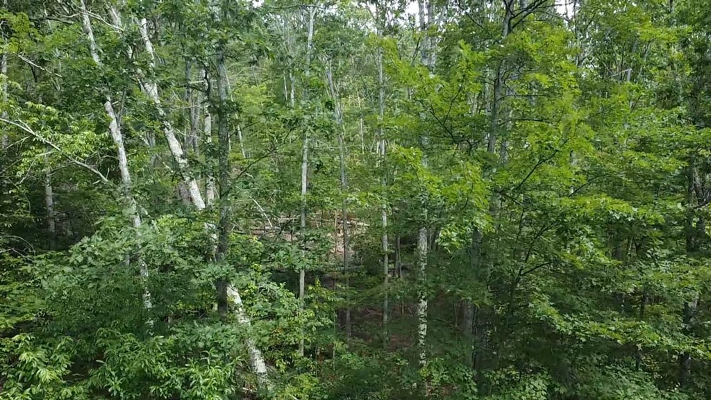 56-a Ridgetop Lane Property Photo 14